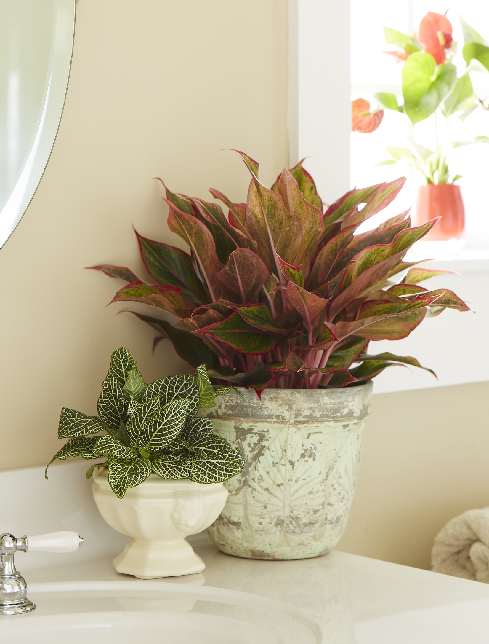 Costa Farms Shares Tips On Adding Houseplants For Winter Beauty
